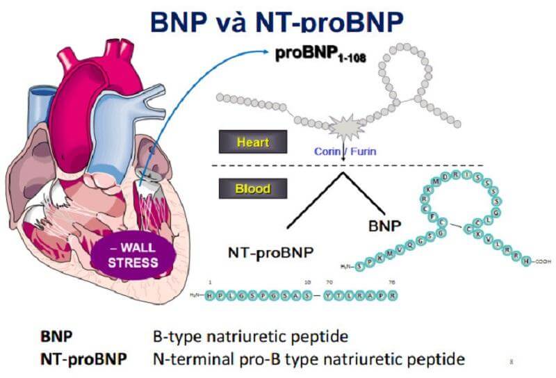 Giá trị xét nghiệm NT-PROBNP trong chẩn đoán, theo dõi, tiên lượng và sàng lọc suy tim