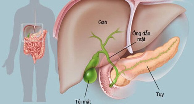 Tầm quan trọng của xét nghiệm sàng lọc các bệnh lý gan mật