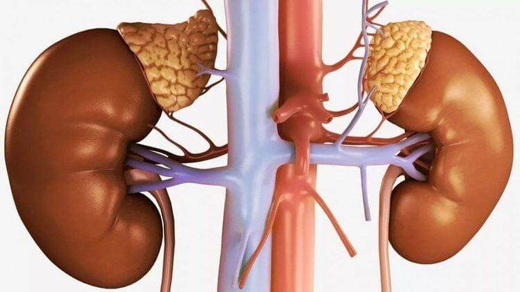 Xét nghiệm Cortisol chuẩn đoán suy tuyến thượng thận