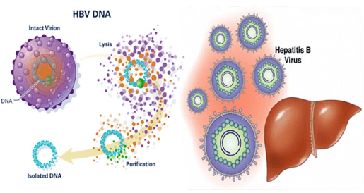 Xét nghiệm HBV đo tải lượng bằng kỹ thuật Real-Time PCR - Cứu lá gan khi còn chưa muộn