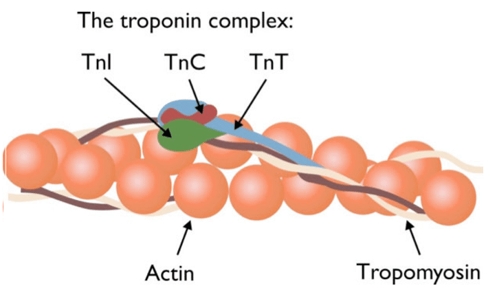 xet-nghiem-troponin-trong-chan-doan-nhoi-mau-co-tim