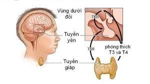 xet-nghiem-tuyen-giap-la-gi-muc-dich-la-gi-khi-nao-can-thuc-hien-2