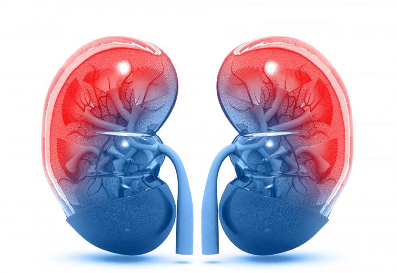 Xét nghiệm URE - Tầm soát chức năng thận